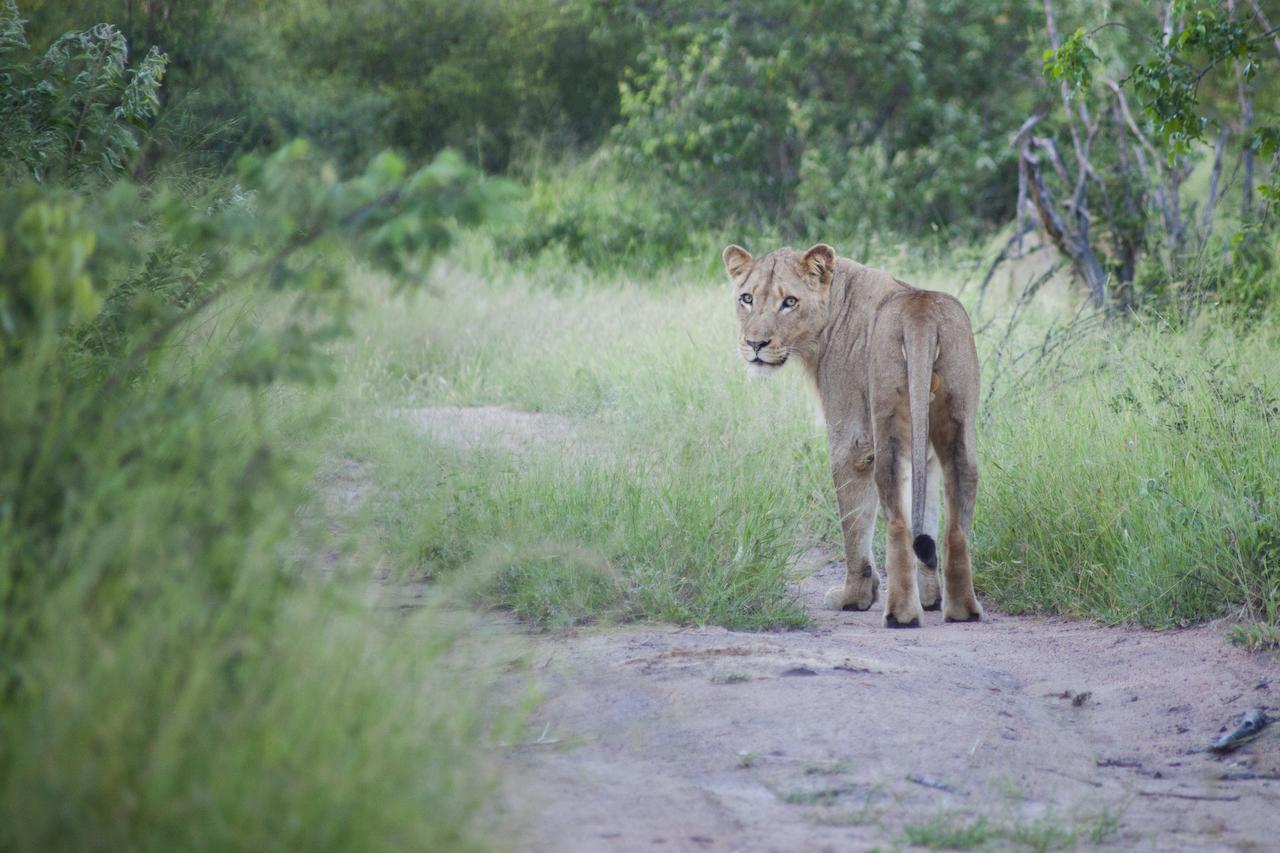 Baobab Ridge Villa Klaserie Private Nature Reserve Eksteriør billede